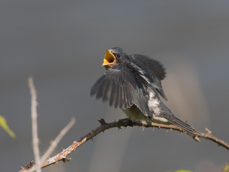 Hirundo rustica Barn Swallow Boerenzwaluw